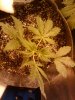 2011-04-04 15.44.53.jpg