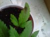 IMG00215-20110404-1435.jpg