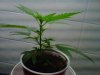 IMG00216-20110404-1442.jpg