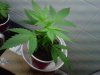 IMG00217-20110404-1443.jpg
