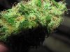 green 006.jpg