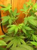 green 017.jpg