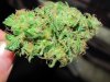 green 007.jpg