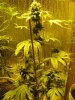 green 020.jpg