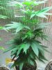 green 009.jpg