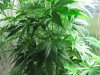 green 012.jpg