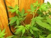 green 018.jpg