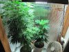 green 008.jpg