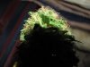 green 002.jpg