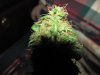 green 004.jpg