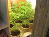 green 013.jpg