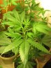 green 016.jpg
