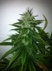 Skywalker 1 (448 x 600).jpg