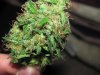green 005.jpg