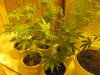 green 028.jpg