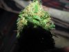 green 003.jpg