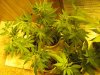 green 029.jpg