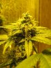 green 022.jpg