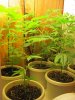 green 014.jpg