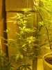 green 025.jpg