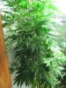 green 011.jpg