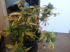 2011-04-05 13.17.25.jpg