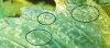 thripes close up.jpg