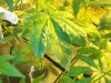 white on leaf and base of plant.jpg