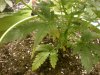 DSCN9051.jpg