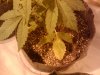 2011-04-07 07.36.35.jpg