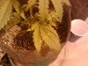 2011-04-07 07.36.41.jpg