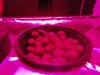 The Grow III (12).jpg