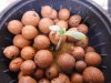 The Grow III (4) - Copy.jpg