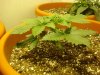 DSC01178.jpg