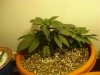DSC01175.jpg