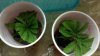 2011-03-18_08-48-53_615.jpg