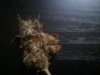 2011-03-04142102.jpg