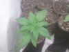 northern lights x big bud.jpg