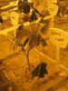 Green Crack #1 - Day 1.jpg