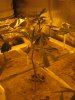 Green Crack #2 - Day 1.jpg