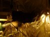 insulation-light.jpg
