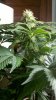 2011-04-08_17-49-54_725.jpg