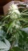 2011-04-08_17-46-55_844.jpg