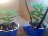 20110409185819.jpg 20110409185819.jpg