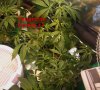 100_2310.jpg