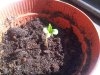 20110407.jpg