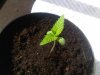 20110410.jpg