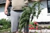 giantbud.jpg
