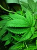Chron8.jpg