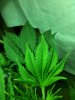Chron5.jpg